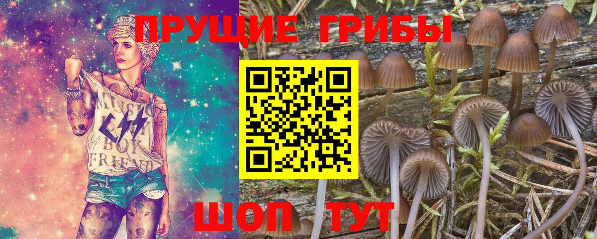 Миасс  Псилоцибиновые грибы Psilocybine cubensis  Вход с VPN 